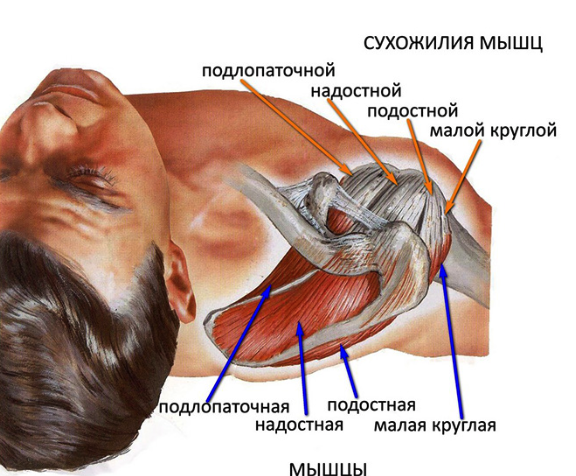 Сухожилия мышц