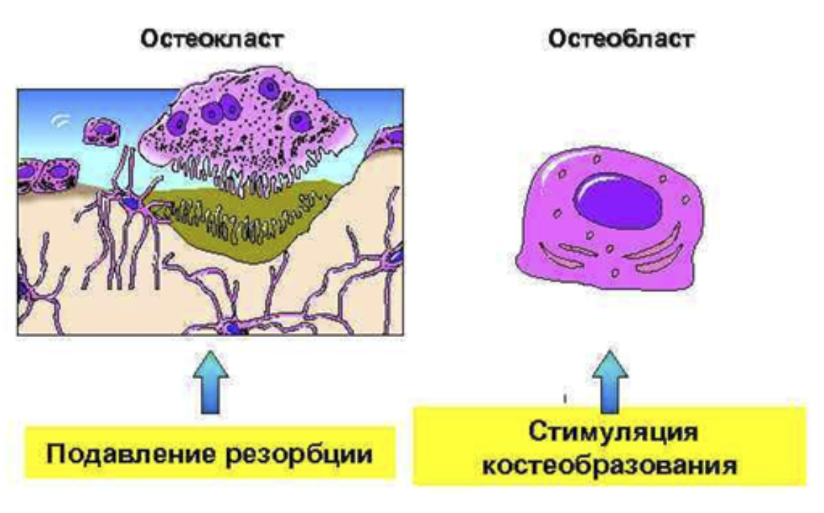 Остеокласт и остеобласт