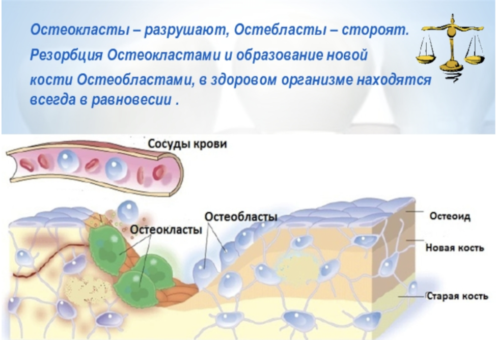 Остеокласты и остеобласты картинки