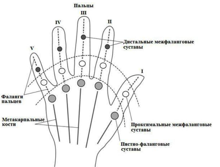 Дистальная кость. Проксимальные межфаланговые суставы кисти. Дистальные межфаланговые суставы. Дистальный межфаланговый сустав 1 пальца. Строение фаланги указательного пальца.