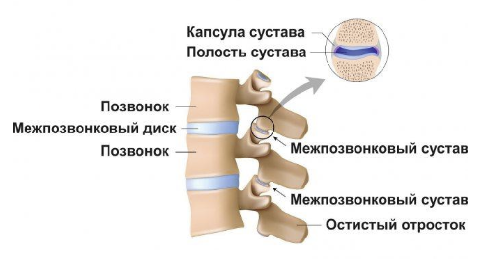 Гипертрофия суставных фасеток. Межпозвоночные суставы. Межпозвонковые суставы. Фасетки межпозвонковых суставов. Фасеточный сустав анатомия.