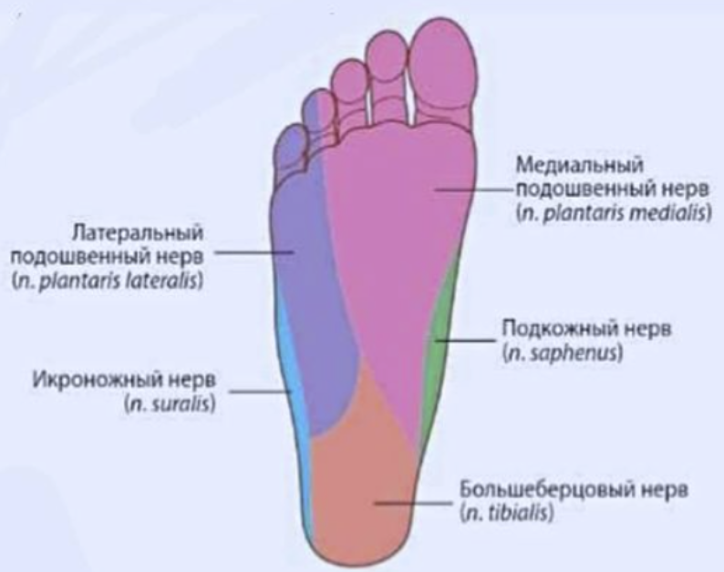 Подошвенная нейропатия. Нервы на стопе человека. Медиальный нерв стопы. Подошвенные нервы стопы. Натягивается нерв на стопе.